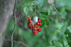 Solanum seaforthianum